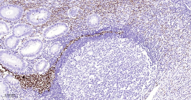 Azurocidin Antibody in Immunohistochemistry (Paraffin) (IHC (P))
