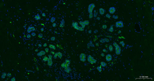 Tau (isoform 4) Antibody in Immunohistochemistry (Paraffin) (IHC (P))