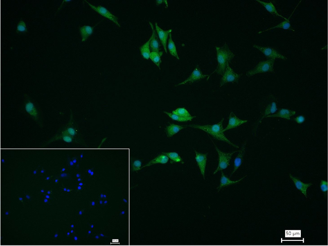alpha Synuclein Antibody in Immunocytochemistry (ICC/IF)