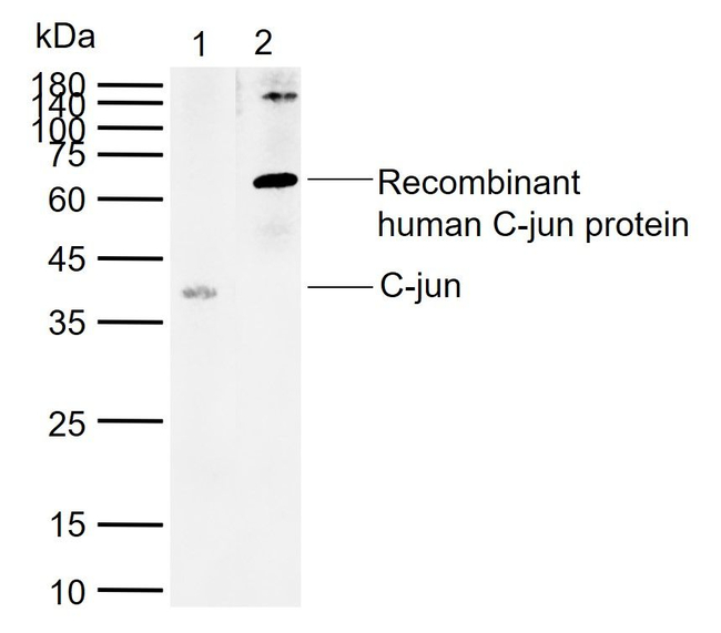 c-Jun Antibody in Western Blot (WB)