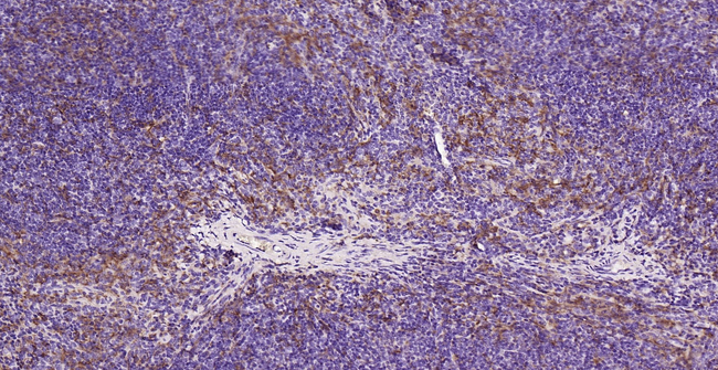 IBA1 Antibody in Immunohistochemistry (Paraffin) (IHC (P))