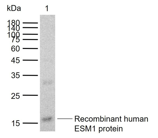Endocan Antibody in Western Blot (WB)