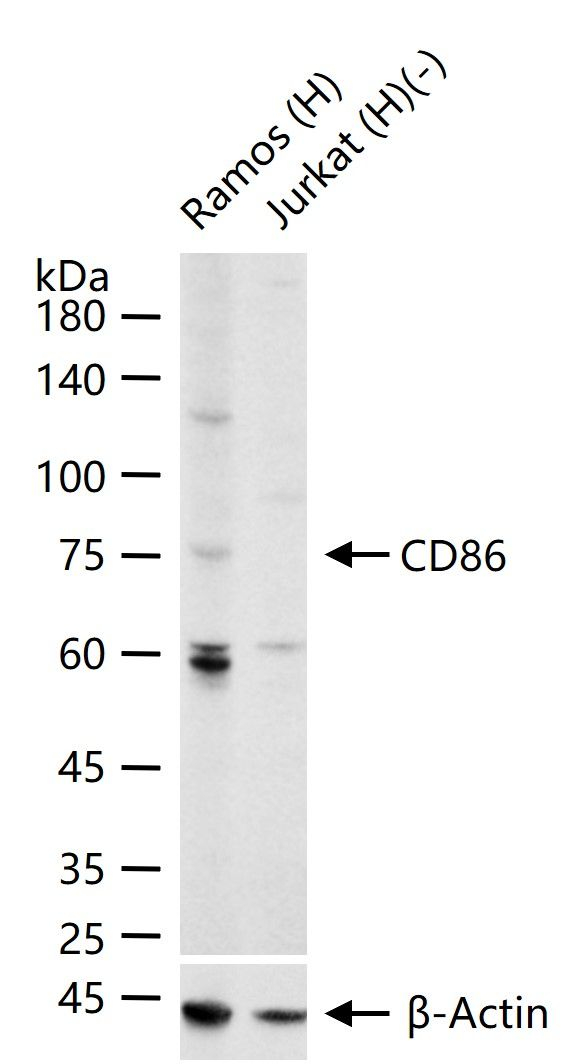 CD86 Antibody in Western Blot (WB)