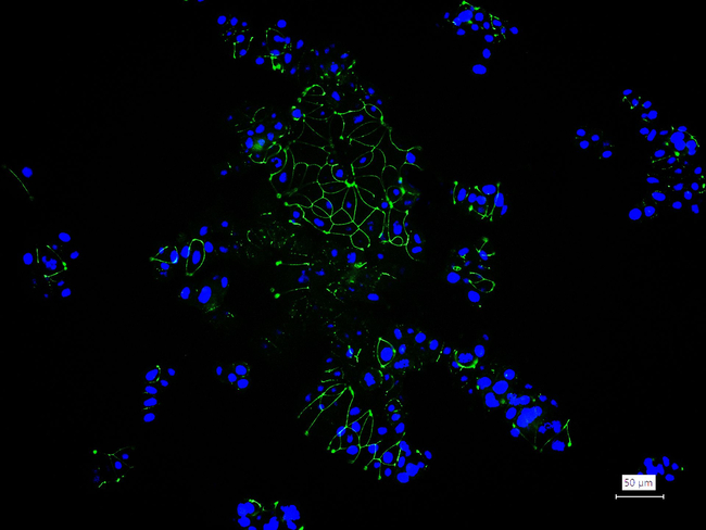 ZO-1 Antibody in Immunocytochemistry (ICC/IF)