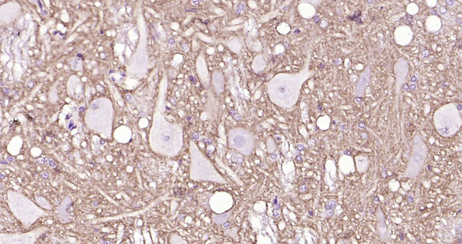 GPR84 Antibody in Immunohistochemistry (Paraffin) (IHC (P))