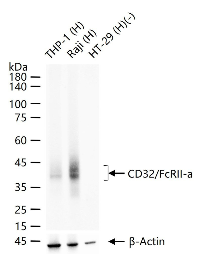 FCGR2A Antibody in Western Blot (WB)