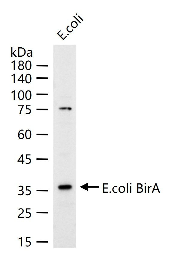 BirA Antibody in Western Blot (WB)