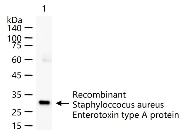 Staphylococcus Enterotoxin A Antibody in Western Blot (WB)