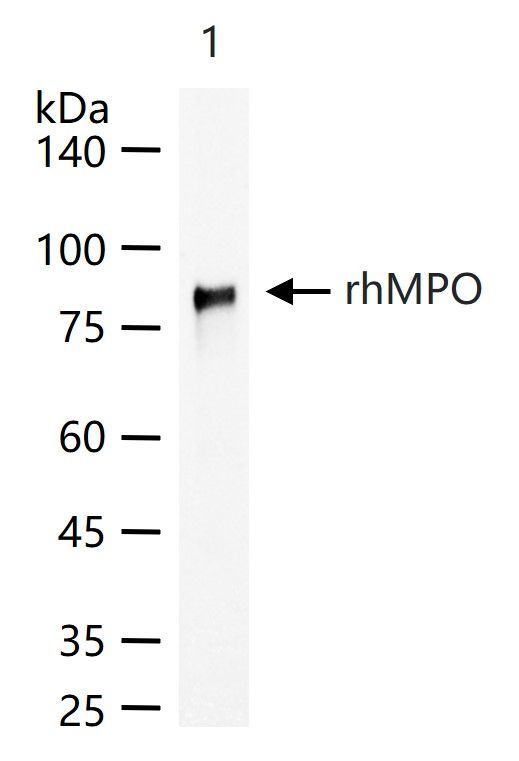 Myeloperoxidase Antibody in Western Blot (WB)