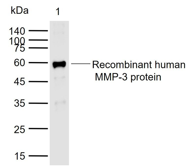 MMP3 Antibody in Western Blot (WB)