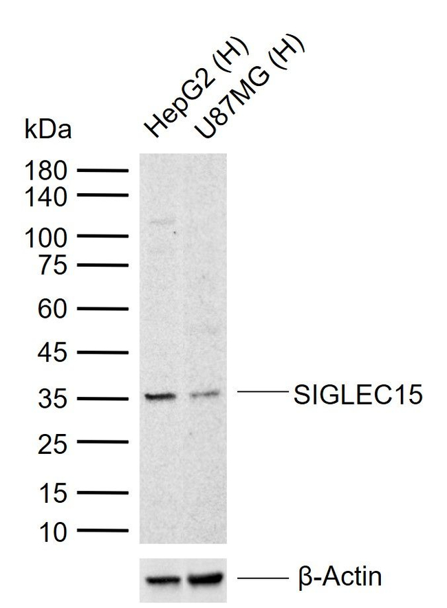 SIGLEC15 Antibody in Western Blot (WB)