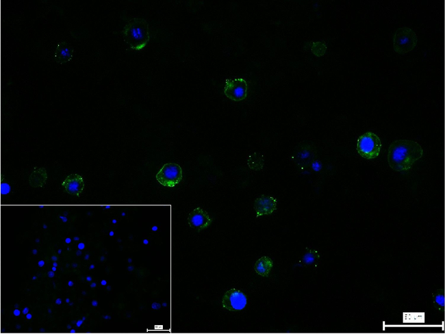 PD-L1 Antibody in Immunocytochemistry (ICC/IF)