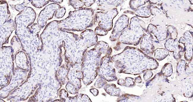 CGA Antibody in Immunohistochemistry (Paraffin) (IHC (P))