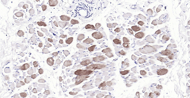 Osteocalcin Antibody in Immunohistochemistry (Paraffin) (IHC (P))