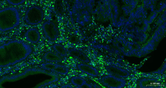 CD63 Antibody in Immunohistochemistry (Paraffin) (IHC (P))