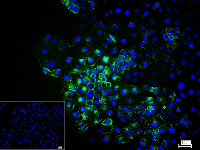 CA125 Antibody in Immunocytochemistry (ICC/IF)