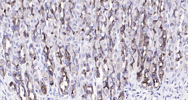 PGC Antibody in Immunohistochemistry (Paraffin) (IHC (P))
