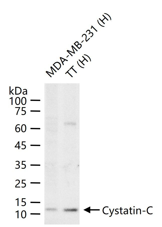 Cystatin C Antibody in Western Blot (WB)