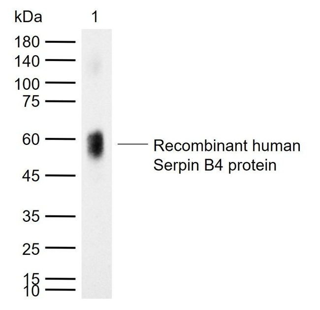 SERPINB4 Antibody in Western Blot (WB)