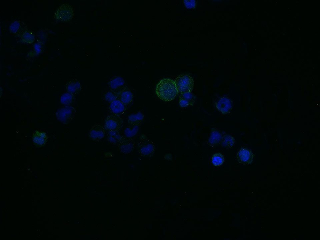 PR3 Antibody in Immunocytochemistry (ICC/IF)