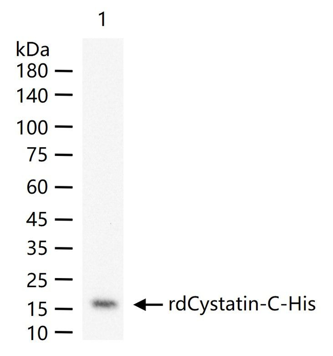 Cystatin C Antibody in Western Blot (WB)