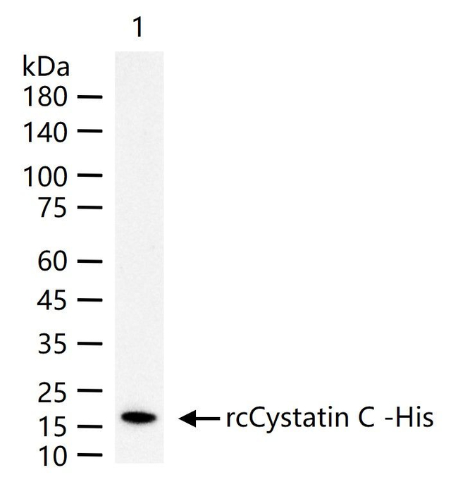 Cystatin C Antibody in Western Blot (WB)