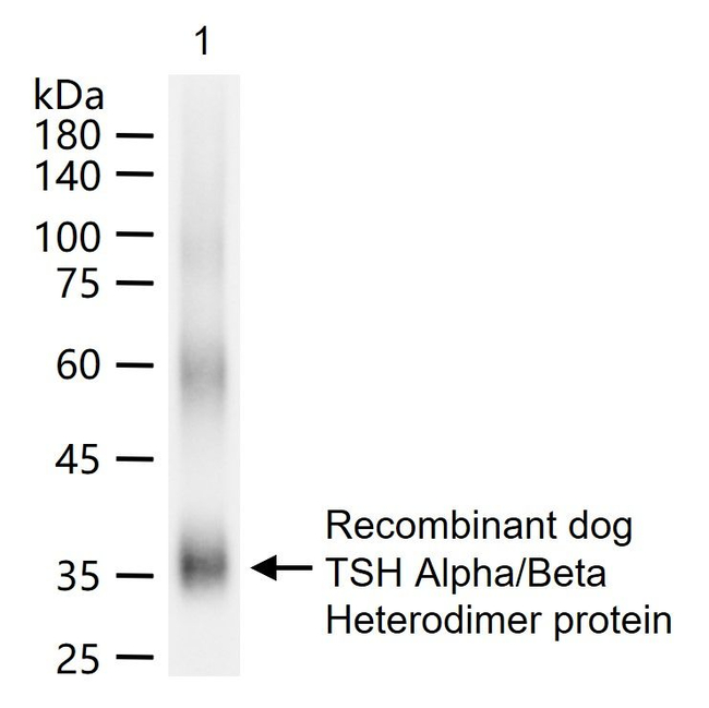 Thyroid Stimulating Hormone Antibody in Western Blot (WB)