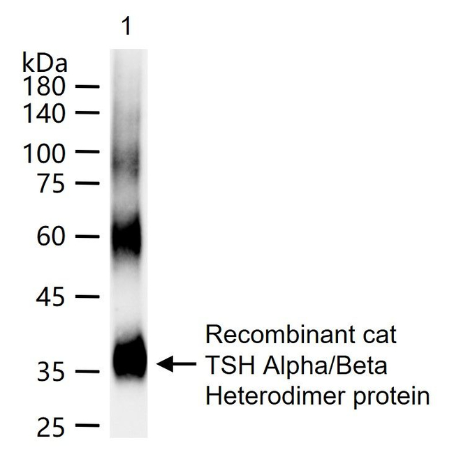 Thyroid Stimulating Hormone Antibody in Western Blot (WB)