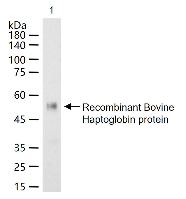 Haptoglobin Antibody in Western Blot (WB)