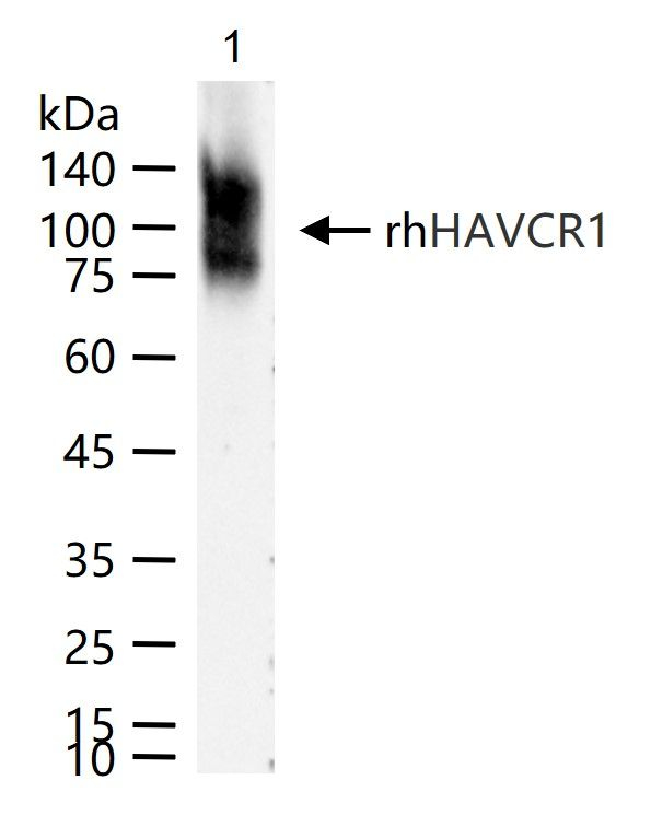 KIM-1 Antibody in Western Blot (WB)