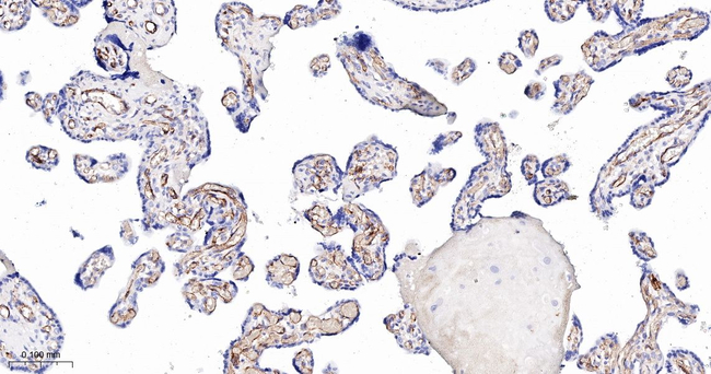 FCGR2A Antibody in Immunohistochemistry (Paraffin) (IHC (P))