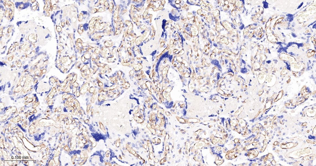 FCGR2B Antibody in Immunohistochemistry (Paraffin) (IHC (P))