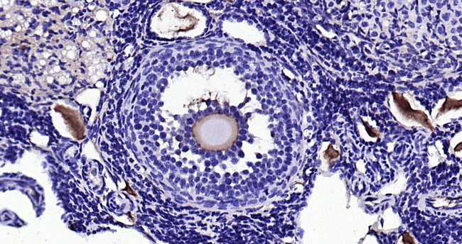 AMH Antibody in Immunohistochemistry (Paraffin) (IHC (P))