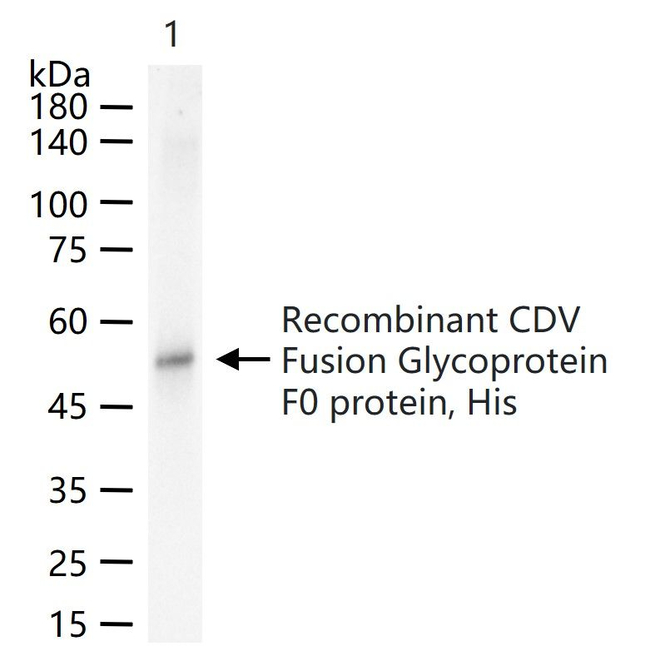 CDV Fusion glycoprotein F0 Antibody in Western Blot (WB)
