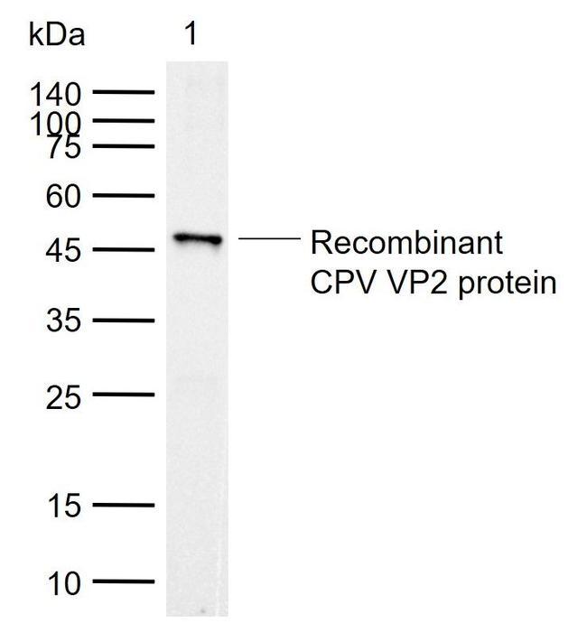 Canine Parvovirus VP2 Antibody in Western Blot (WB)