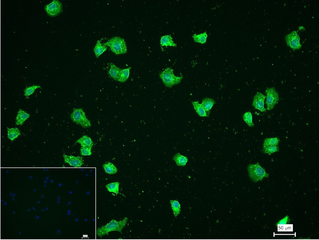 TRIM21 Antibody in Immunocytochemistry (ICC/IF)