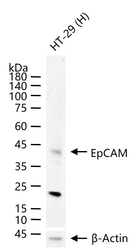EpCAM Antibody in Western Blot (WB)