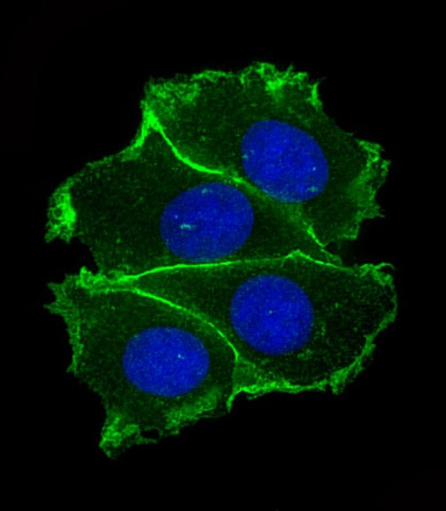 E-cadherin Antibody in Immunocytochemistry (ICC/IF)
