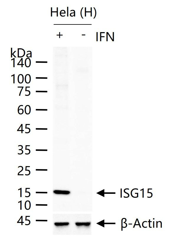 ISG15 Antibody in Western Blot (WB)