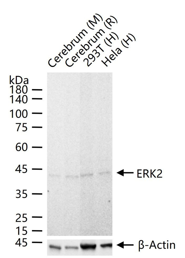 ERK2 Antibody in Western Blot (WB)