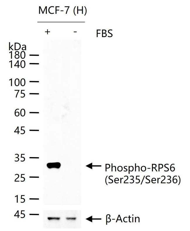 S6 Antibody in Western Blot (WB)