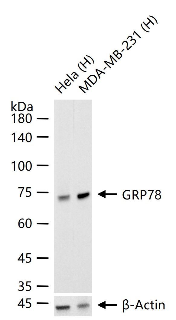 GRP78 Antibody in Western Blot (WB)