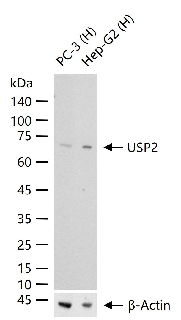USP2 Antibody in Western Blot (WB)