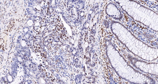 Lamin A/C Antibody in Immunohistochemistry (Paraffin) (IHC (P))
