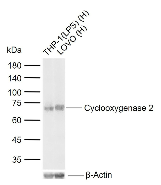 COX2 Antibody in Western Blot (WB)