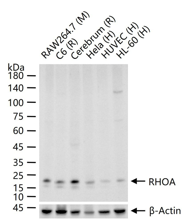 RhoA Antibody in Western Blot (WB)