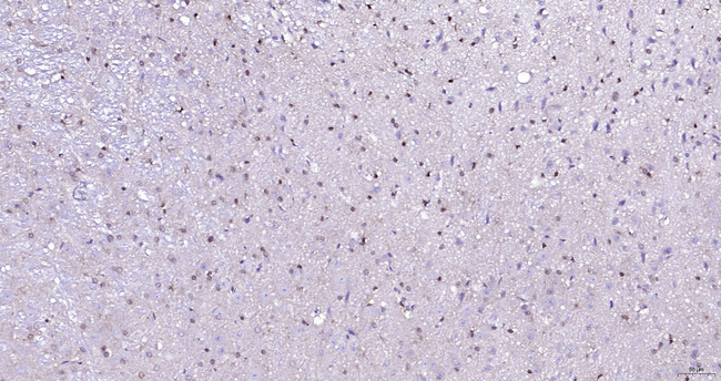 c-Fos Antibody in Immunohistochemistry (Paraffin) (IHC (P))