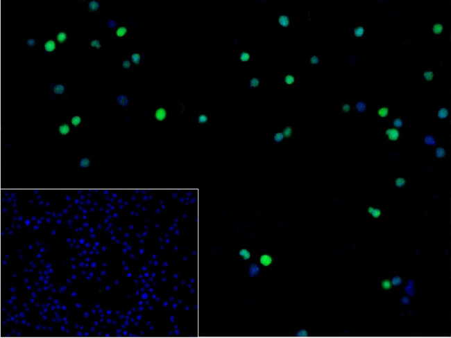 Cyclin E2 Antibody in Immunocytochemistry (ICC/IF)