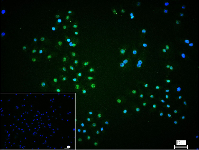 HIF-1 beta Antibody in Immunocytochemistry (ICC/IF)