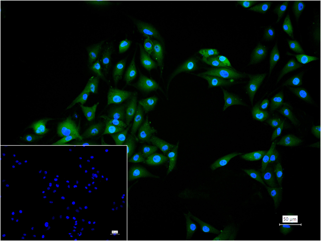 SOX10 Antibody in Immunocytochemistry (ICC/IF)